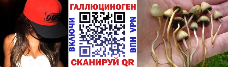 Галлюциногенные грибы Psilocybine cubensis  Берёзовский 